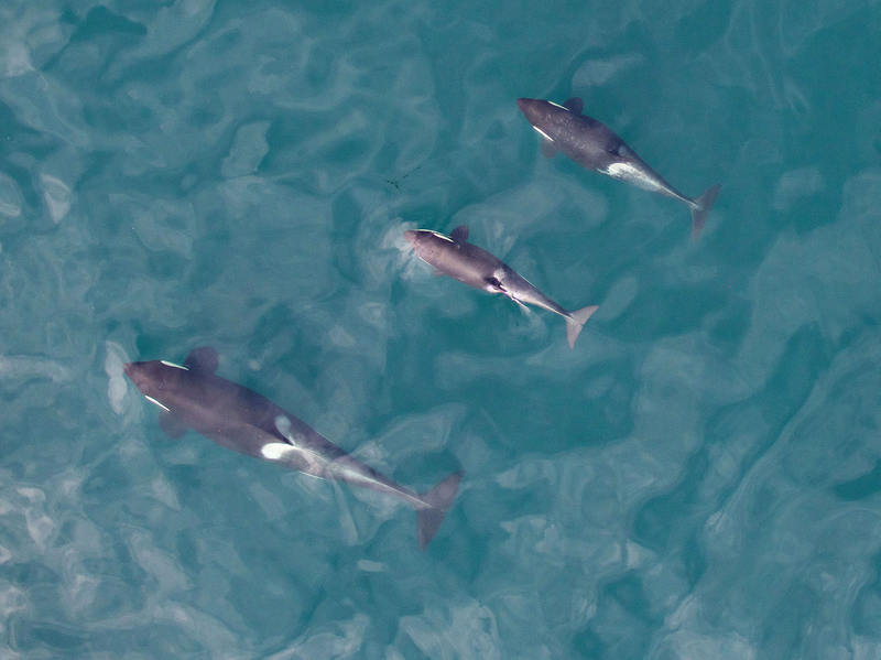 Illustration for article titled Drone Captures First-Ever Aerial Photos Of Nursing Orca Calf